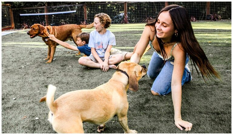 family plays with dogs bay area