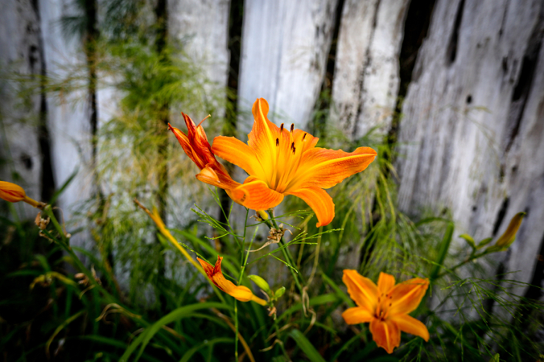 wild flower growing near urban fence