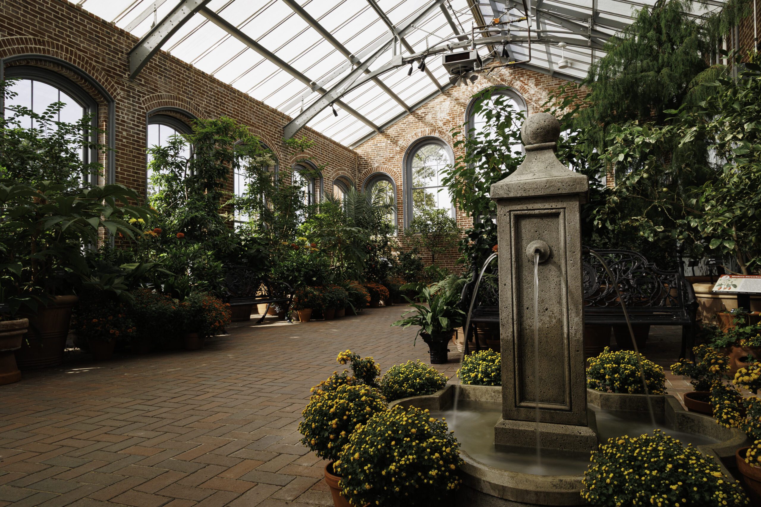 Interior of the historic Linnean House glasshouse at the Missouri Botanical Garden in St. Louis, with a stone fountain surrounded by yellow chrysanthemums, potted plants and arched brick windows